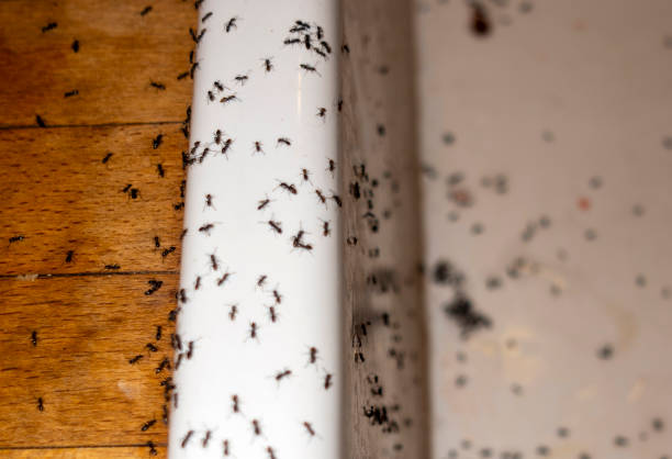 Best Pest Removal Services  in Port Washington North, NY