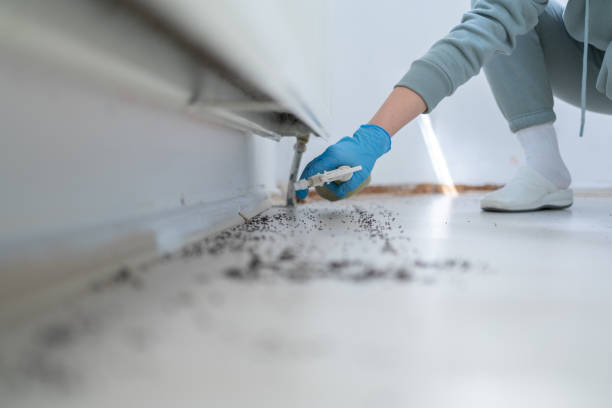 Wasp Removal Services in Port Washington North, NY